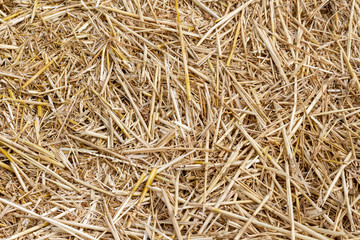 Straw thatch of grains, wheat, corn, cereals on the field after harvesting closeup agriculture farming rural economy agronomy