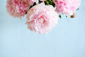 Fototapeta na wymiar delicate pink pink peonies on a blue background