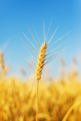 wheat closeup. golden color field agriculture