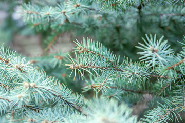 blue pine branch closeup. winter or christmas background