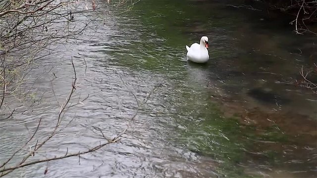 Fiume con cigno