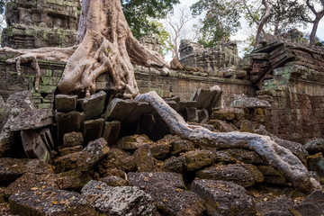 Fototapeta na wymiar Roots of Spung tree growing in Ta Prohm temple, one of Angkor's best visited monuments. It is known for the huge trees and massive roots growing out of its walls in Siem Reap, Cambodia.