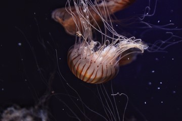 Great close-up of a jellyfish