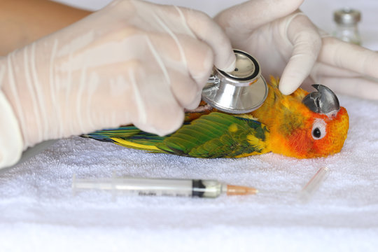 Veterinary woman hand holding stethoscope to checking sick parrot, Sun conure parakeet (Aratinga solstitialis)