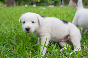 Thai bangkaew dog 2 cute white puppies playing in the park and look at camera sitting in grass.