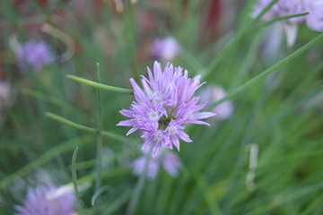 Flower and garden wildlife at summer time
