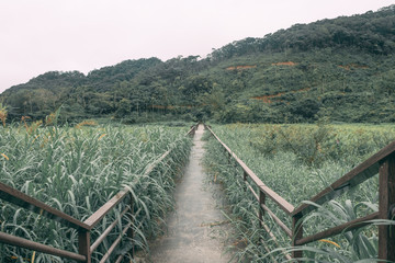 Fototapeta na wymiar Camino en soledad a través de campos de arroz