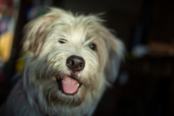 Cute dog portrait. Funny dog at home. Best friend. Shaggypyes looking at the camera. Customer pet shop every day. White wool