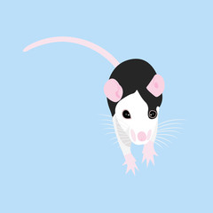 Pet Rat. Decorative rat. Domestic rat. cute Rat. cute Pet