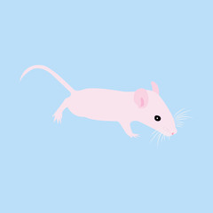 Pet Rat. Decorative rat. Domestic rat. cute Rat. cute Pet