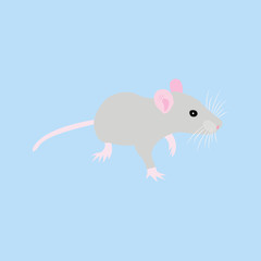 Pet Rat. Decorative rat. Domestic rat. cute Rat. cute Pet