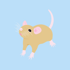 Obraz na płótnie Canvas Pet Rat. Decorative rat. Domestic rat. cute Rat. cute Pet