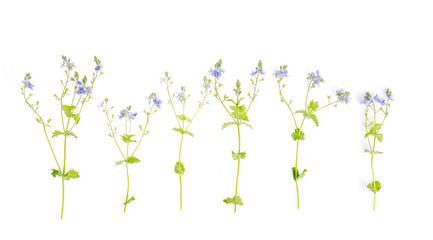 Blue Veronica flower isolated on white background