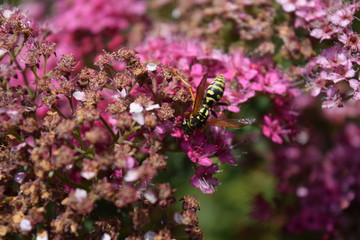 Flower and garden wildlife at summer time