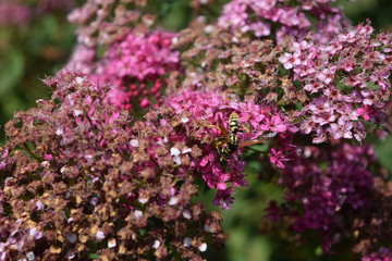 Obraz premium Flower and garden wildlife at summer time