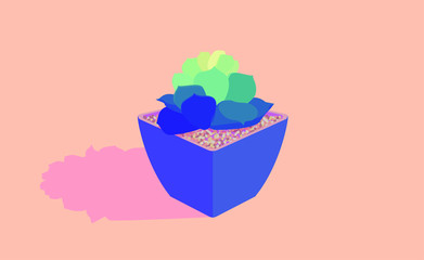 Succulent in a pot
