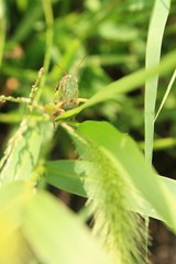 草にとまるバッタです