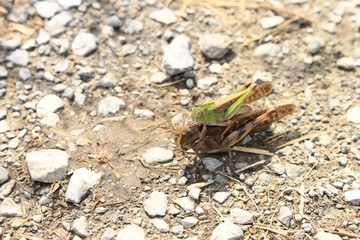 おんぶしているイナゴです