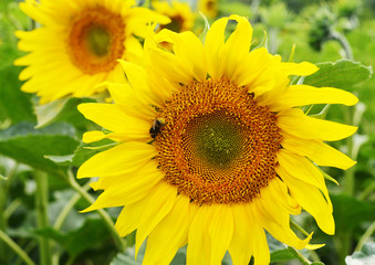 Obraz premium Bee collecting pollen from sunflowers head in the nature