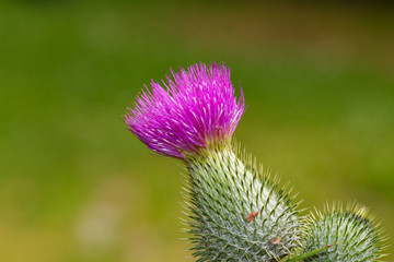 Purple flower of a Marsh thistle