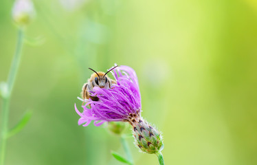 Gartenblumen in Lila mit Wild Biene als Makro in Berlin Deutschland