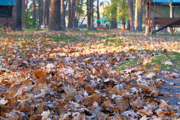Autumn landscape on sunny day with oak leaves in city park. Brown autumn leaves background. Landscape in November.