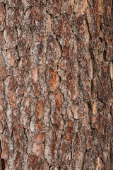 bark of a tree