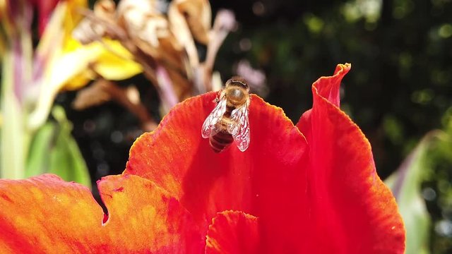 Close up video of a honey bee on a canna lily flower. Shot at 120 fps.