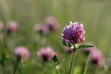 One sharpened red clover flower with blurry other flowers in the background.