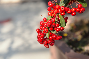 Red firethorn on a branch. Picture with close up ans selective focus. Picture with grain and color from film simulation filter.