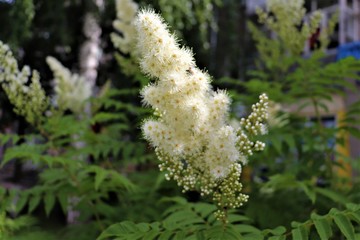 white fluffy flower