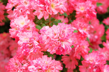 Roses bush in summer morning garden on bright summer day background. Rose Damascena fields. Close up.