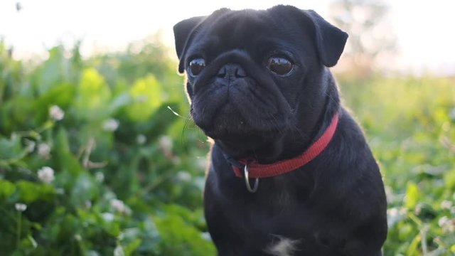 Black pug sitting on the grass. Portrait.