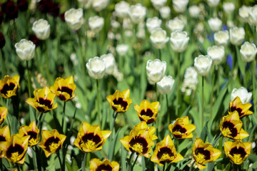 lawn of flowers, summer bloom, white and yellow tulips