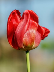 Red Tulip Flower blossom in garden with nature blurred background.