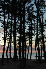 シルエットの松林と夕暮れの海