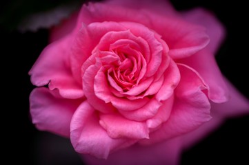 pink rose on black background