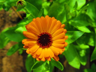 calendula