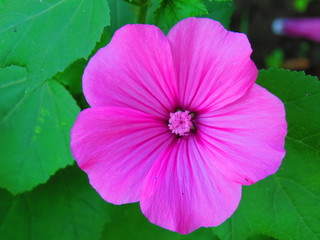 flower pink lavatera