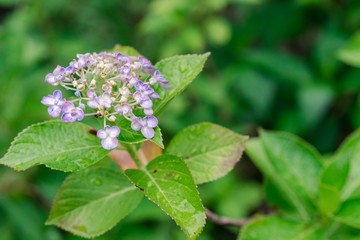 flower in the garden