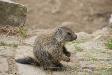 Murmeltiere im Tierpark Olderdissen, Bielefeld