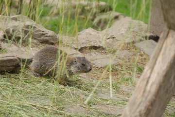 Murmeltiere im Tierpark Olderdissen, Bielefeld