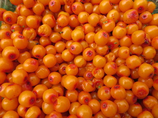 sea-buckthorn