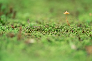 moss and mushroom on the ground