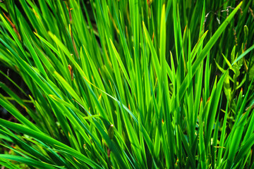 Natural green grass is illuminated by the rays of sun.
