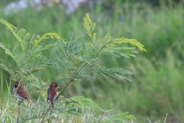 Two little birds in the forest
