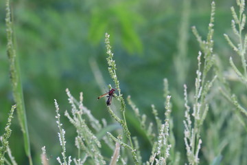 Hornets find food alone in the grass forest.