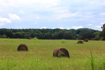 hay bales in a field