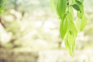 A background or backdrop of hanging green with a blurred, near white background.