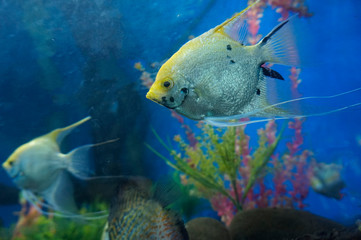 Freshwater fish species,Freshwater fish tank,Freshwater fish names,Freshwater fish list,Freshwater fish names and pictures,Freshwater tropical fish,Freshwater fish food,Freshwater fish aquarium ideas, © Point Design